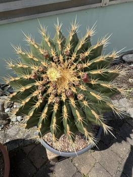 Ferocactus schwarzii